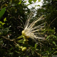 Capparis roxburghii DC.